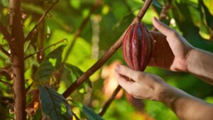 Ruta del cacao, Huila